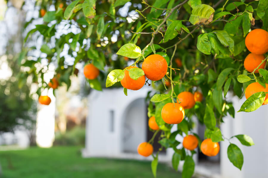 Beneficios de la naranja en la piel